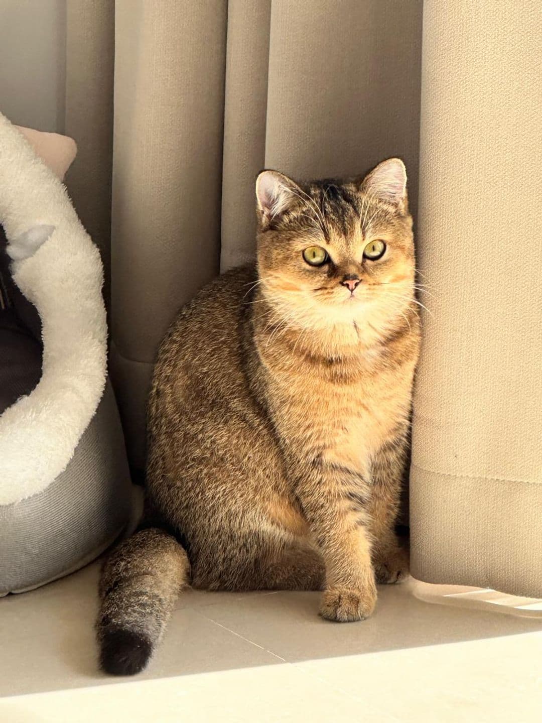 Originele huisfoto van een kat