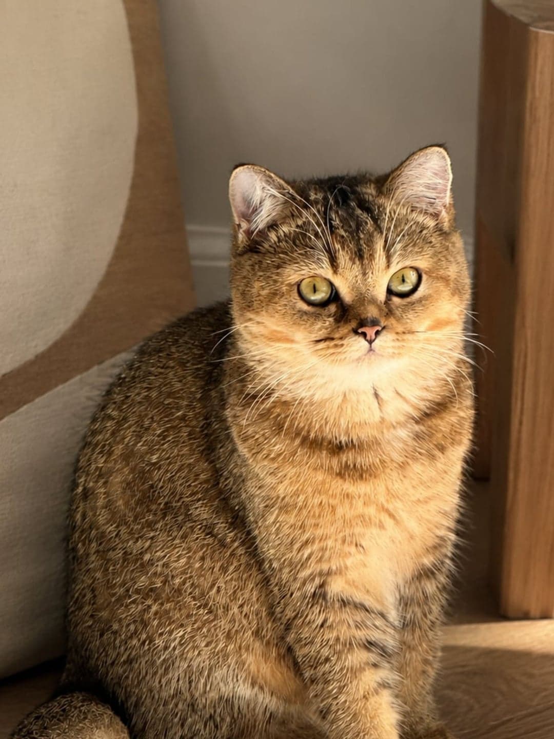 Originele huisfoto van een kat