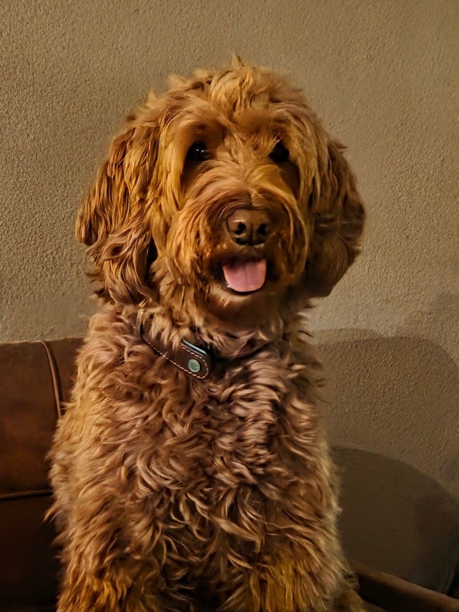 Originele huisfoto van een roodbruine labradoodle op een stoel aan tafel