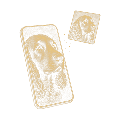 Goudlijntekening: een telefoon met het kiekje van een hond, kop groot in beeld; een kaartje met dezelfde foto komt van het scherm los